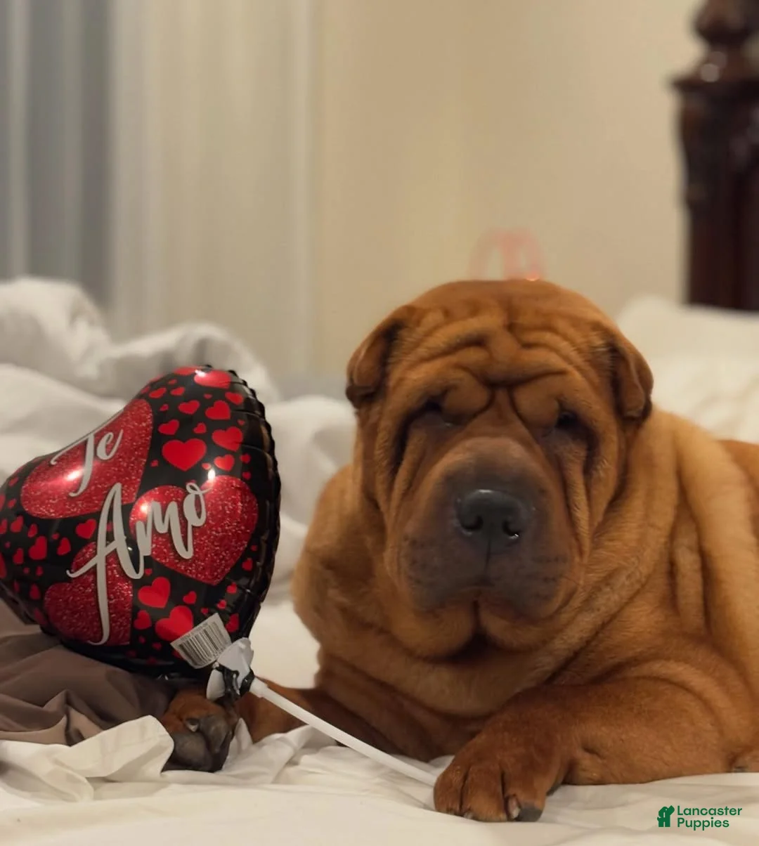 Shar Pei dogs for sale: Shar Pei Puppy 1 - Ad 2