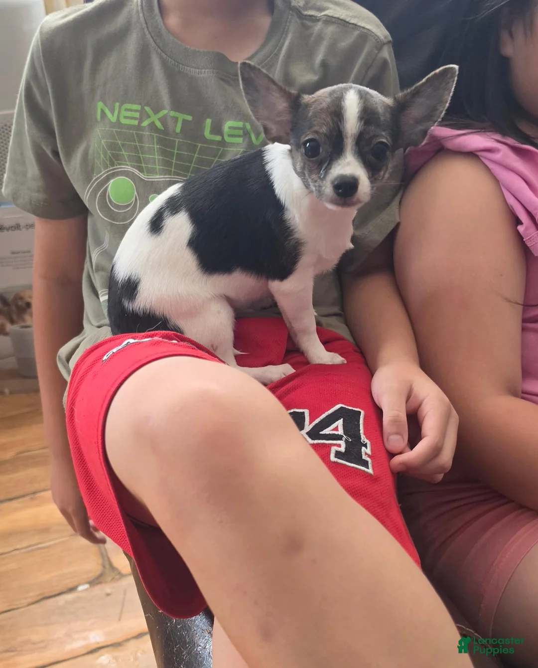 Chihuahua dogs for sale: Chihuahua 1 - Ad 1