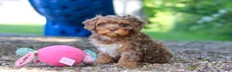 Cavapoo dogs for sale: Teddy - Ad 13