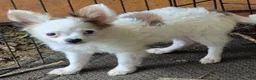 Chihuahua dogs for sale: Chihuahua 1 - Ad 3