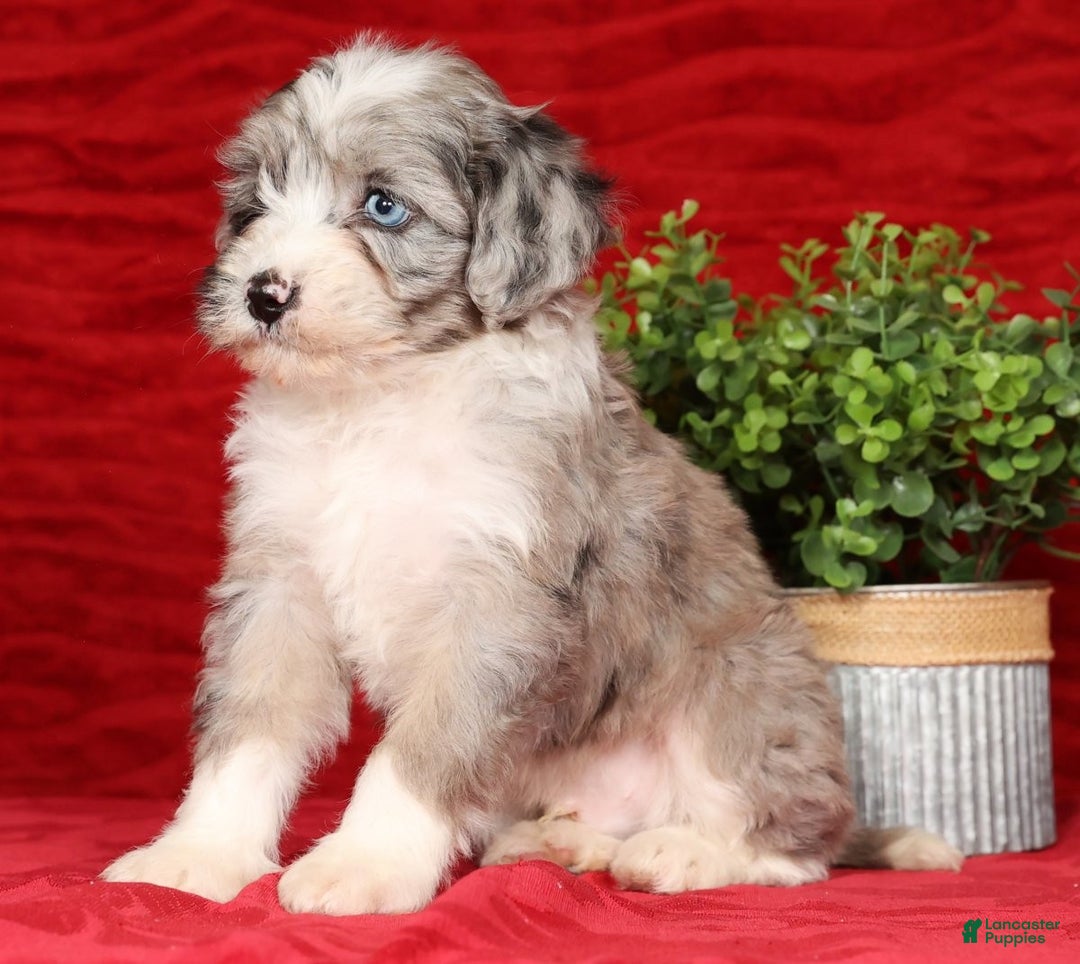 Mini Sheepadoodle dogs for sale: Roscoe - Ad 7