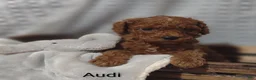 Cavapoo dogs for sale: Cavapoo F1b 3 Audi - Ad 16