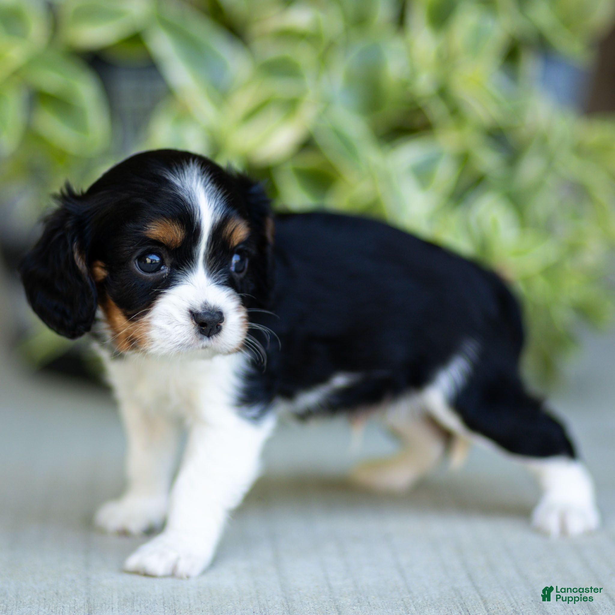 Cavalier King Charles Spaniel dogs Arlo - Ad 2