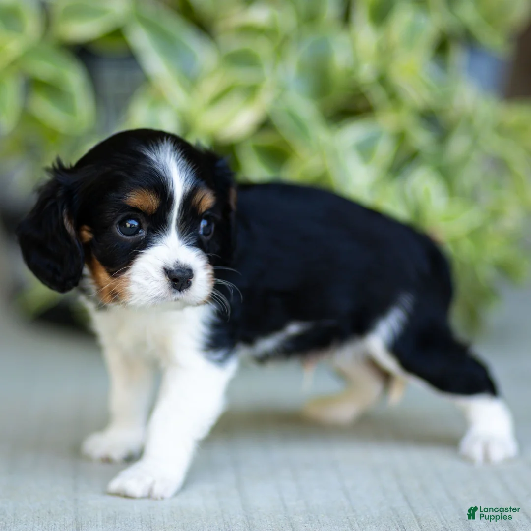 Cavalier King Charles Spaniel dogs for sale: Arlo - Ad 2