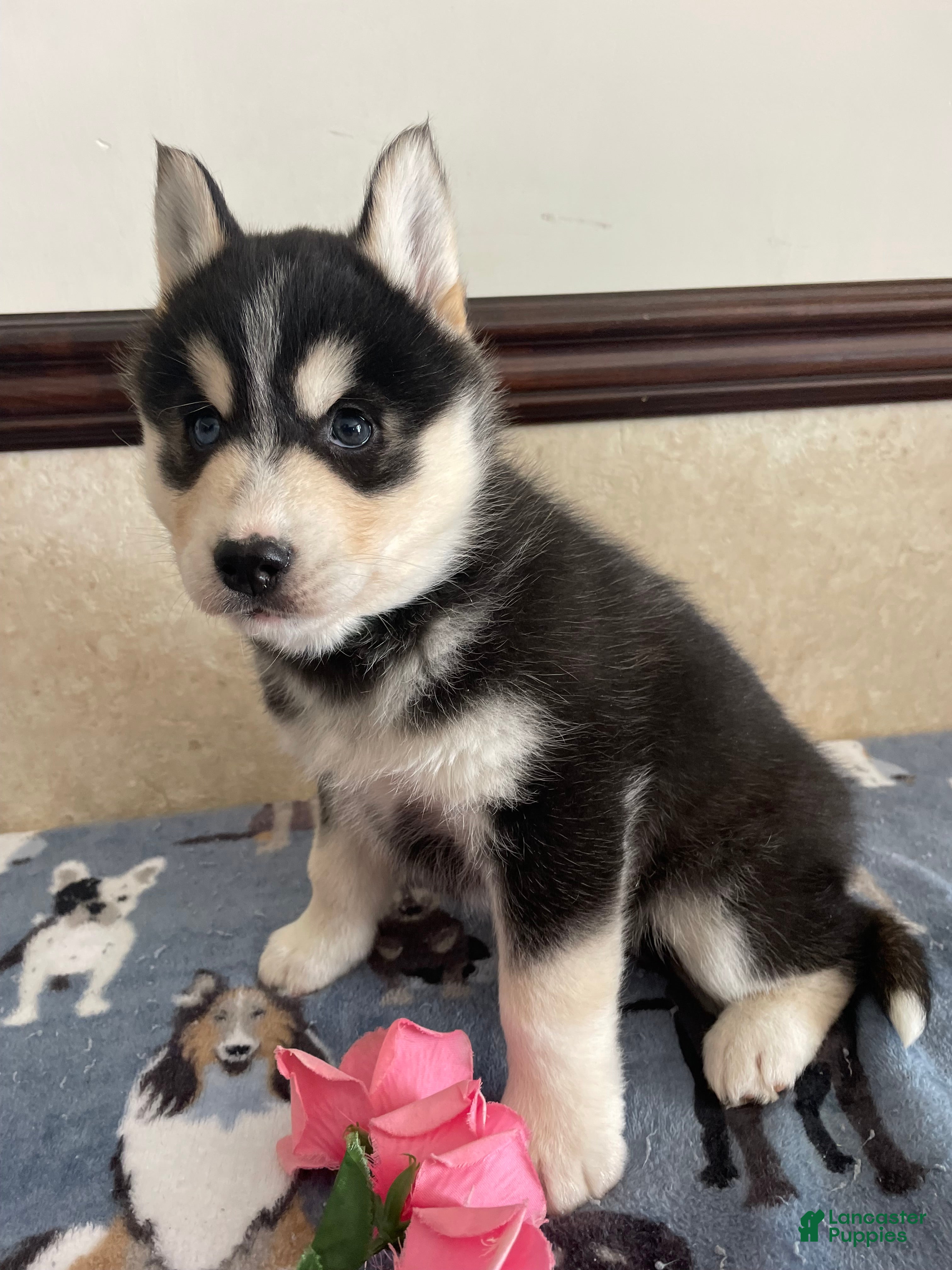 Pomsky dogs Chandler - Ad 27