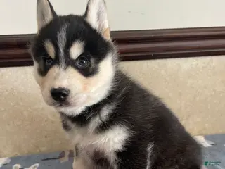 Pomsky dogs Chandler - Ad 27