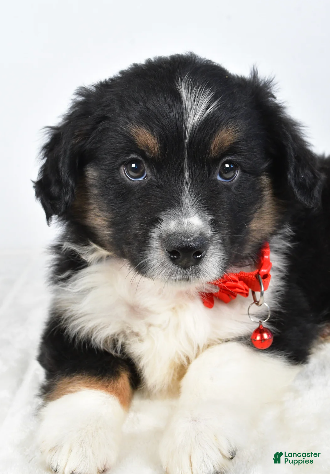 Miniature Australian Shepherd dogs for sale: Bessie - Ad 4