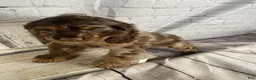 Cocker Spaniel dogs for sale: Pebbles - Ad 11