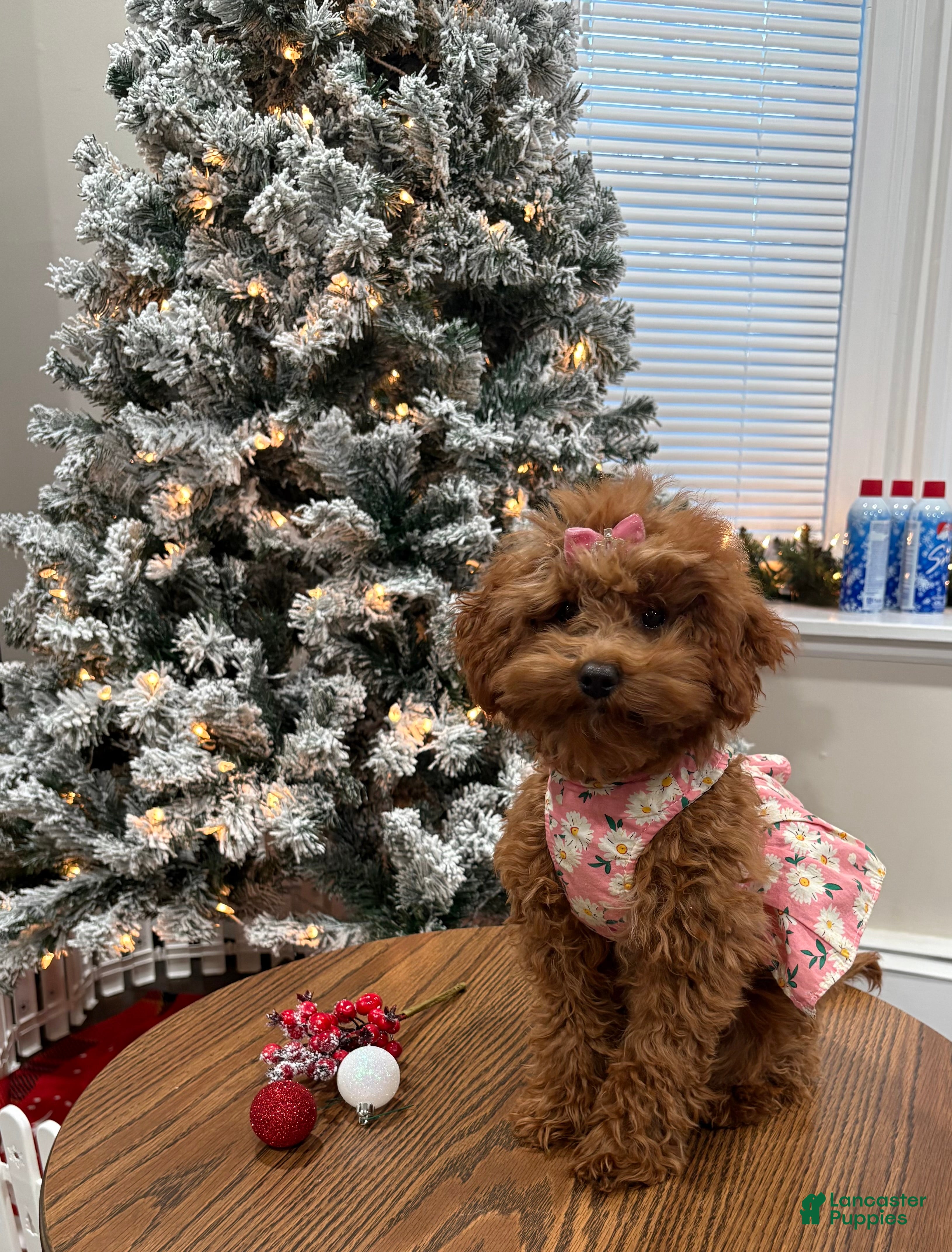 Miniature Poodle dogs Roxy - Ad 1