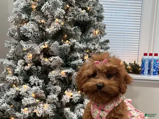 Miniature Poodle dogs Roxy - Ad 9