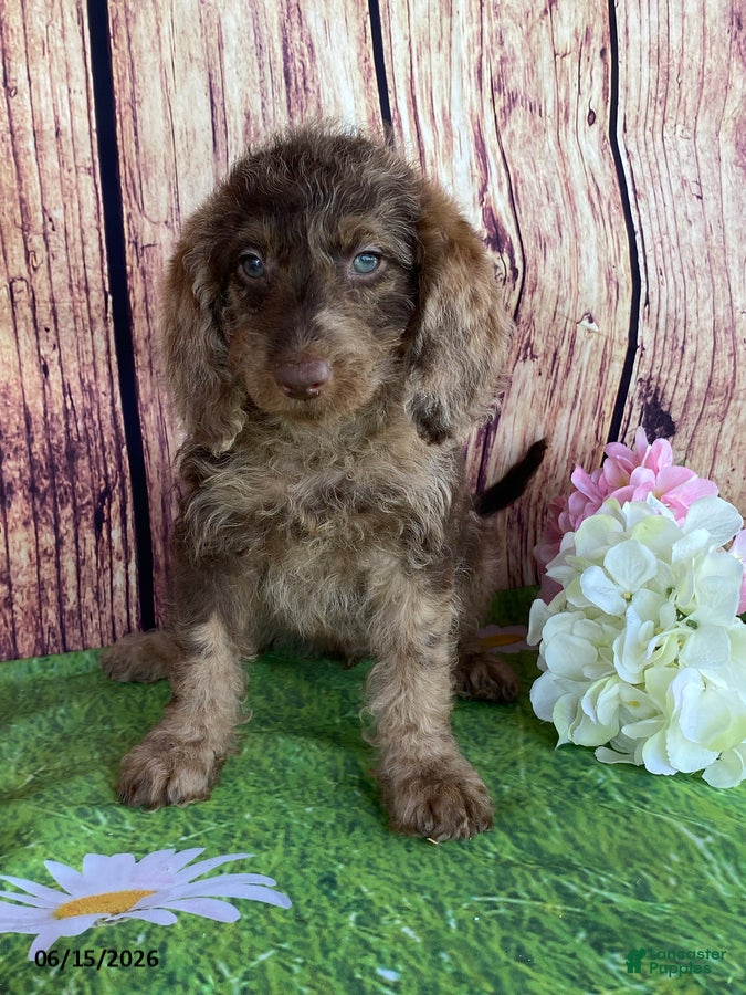 Miniature Labradoodle dogs Sadie - Ad 1