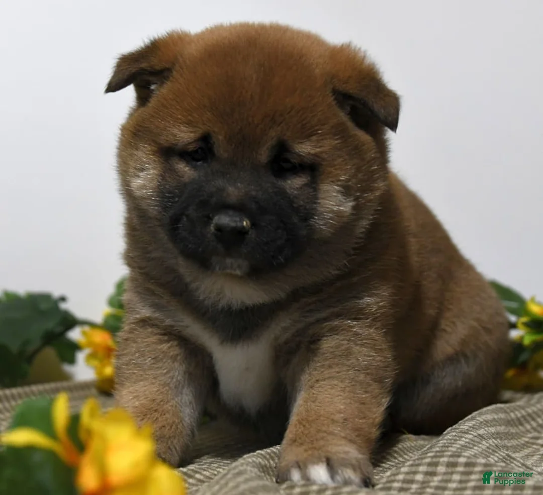 Gallery Image {{count}}