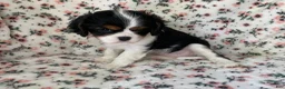 Cavalier King Charles Spaniel dogs for sale: Miracle - Ad 12