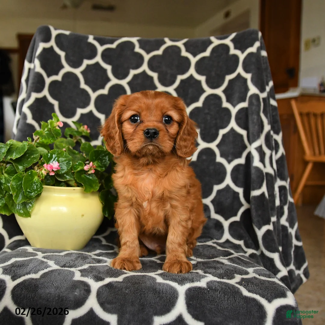 Cavalier King Charles Spaniel dogs for sale: Rolo - Ad 2