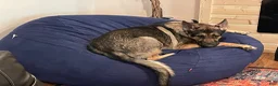 German Shepherd dogs for sale: German Shepherd 5 - Ad 5
