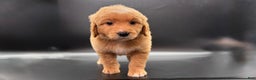 Mini Goldendoodle dogs for sale: Tank F One - Ad 2