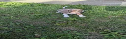 Beagle dogs for sale: Mr Raptor Blue - Ad 4