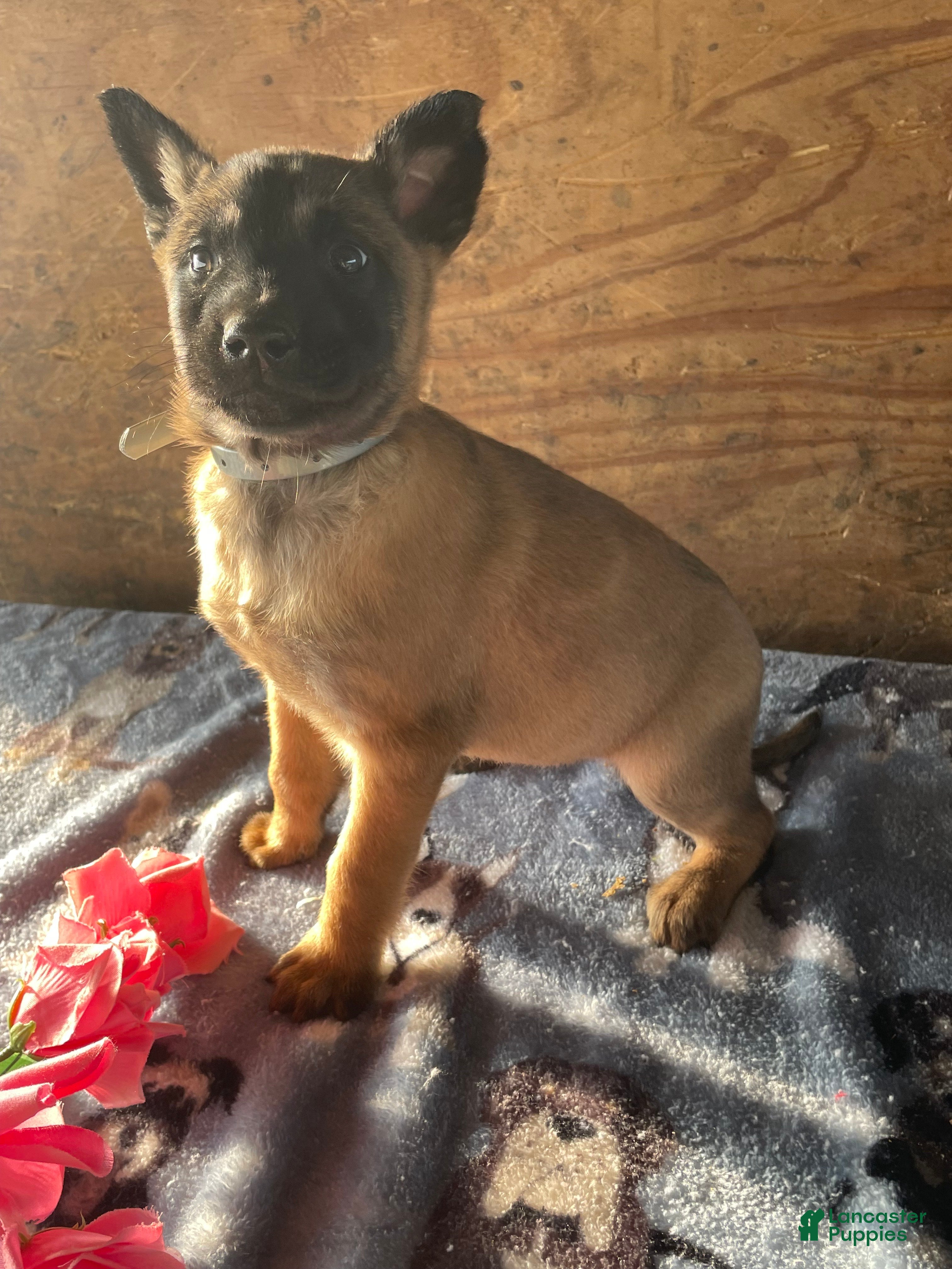 Belgian Malinois dogs Nova - Ad 40