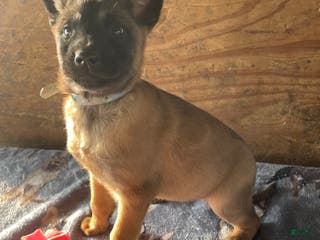 Belgian Malinois dogs Nova - Ad 31