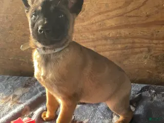 Belgian Malinois dogs Nova - Ad 25