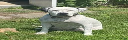 American Bulldog dogs for sale: Kiesha - Ad 5