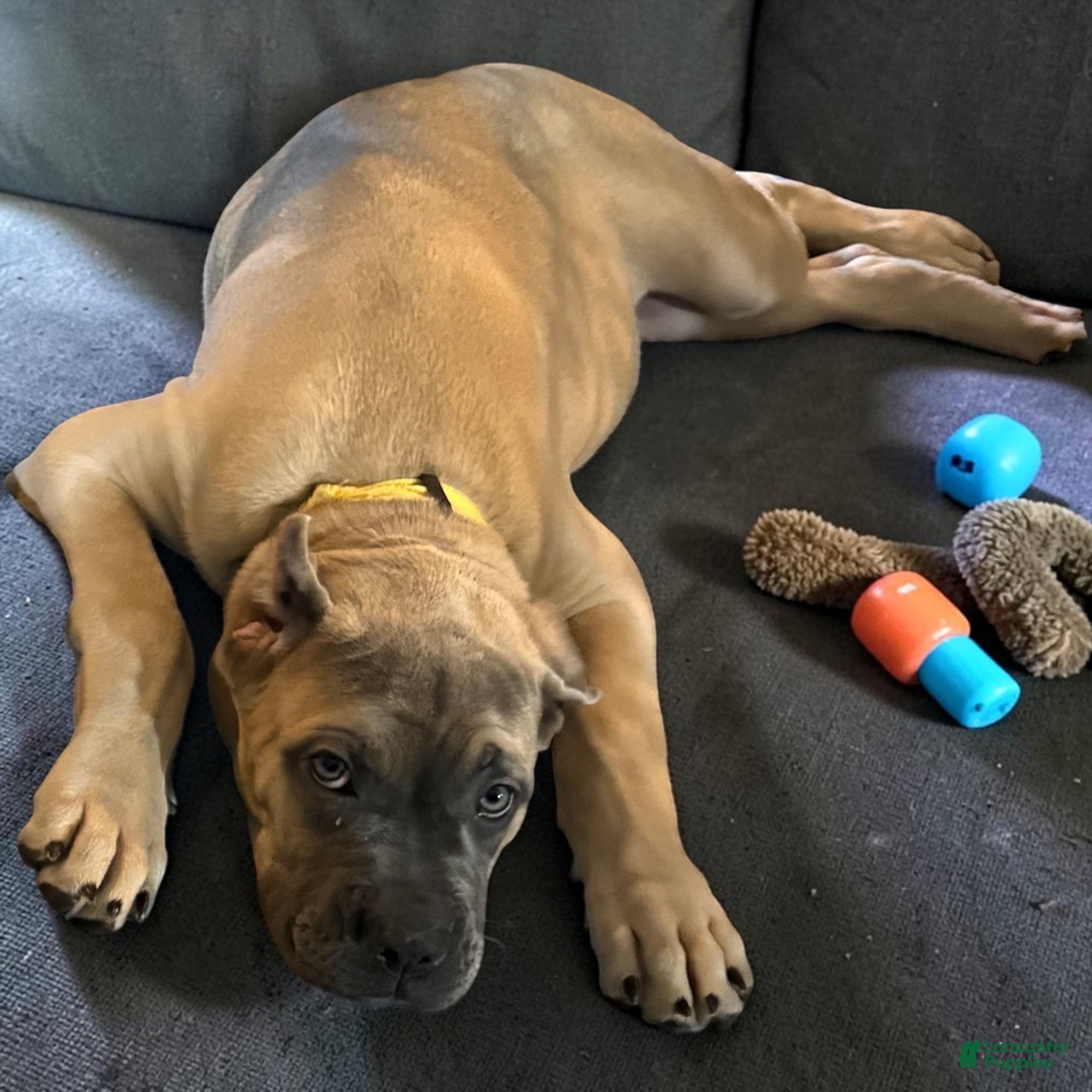 Cane Corso dogs Cane Corso yellow - Ad 30