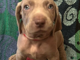 Weimaraner dogs - Ad 7