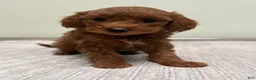 Mini Goldendoodle dogs for sale: Cindy - Ad 4
