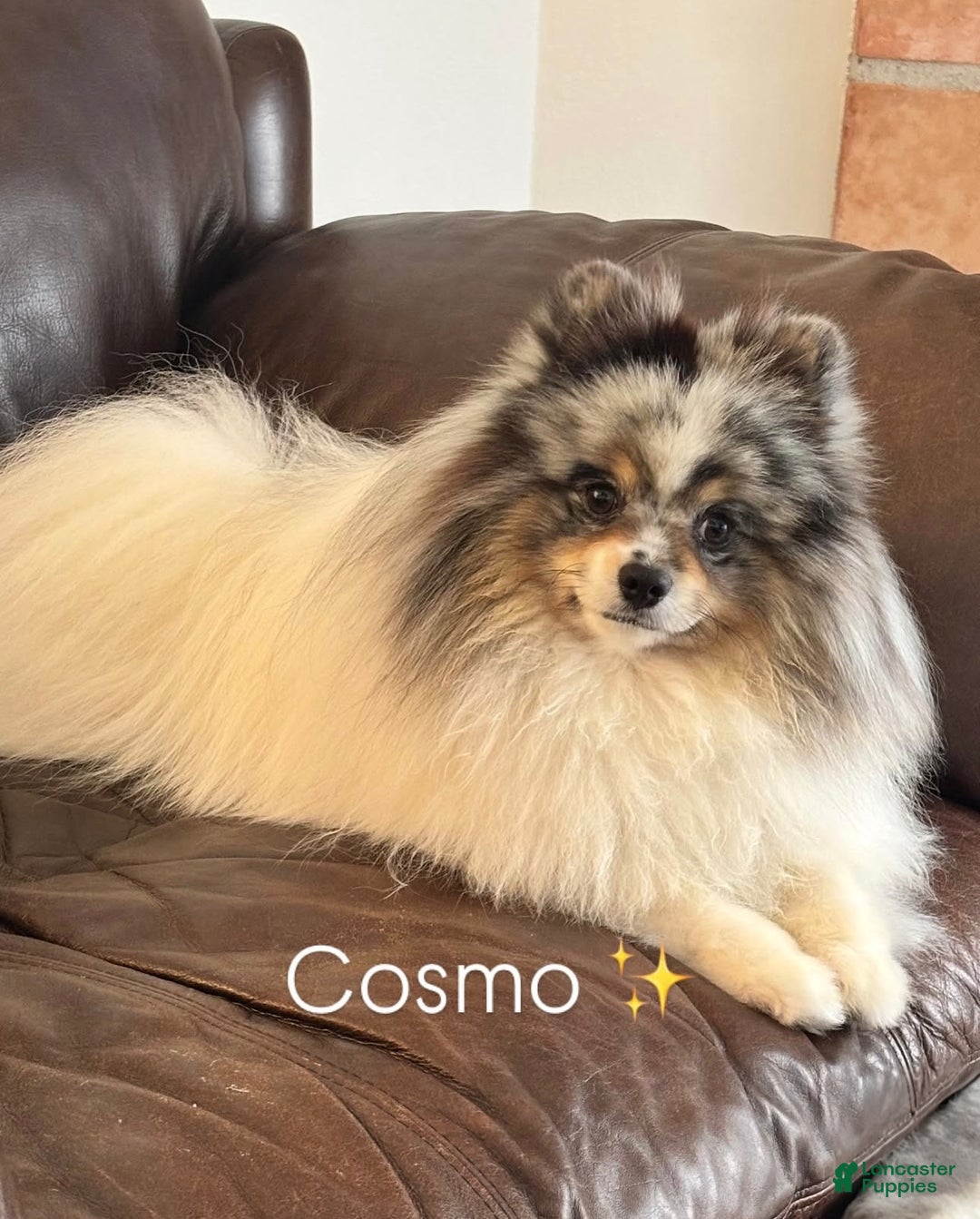 Pomsky dogs for sale: Buster - Ad 6