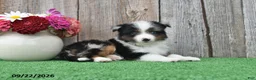 Miniature Australian Shepherd dogs for sale: Diamond - Ad 3