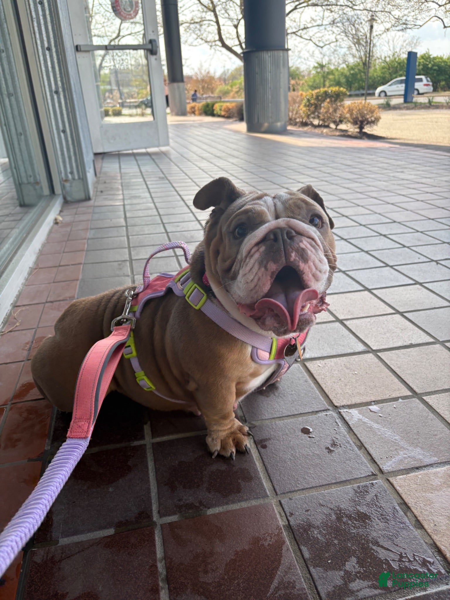 English Bulldog dogs Franny - Ad 34