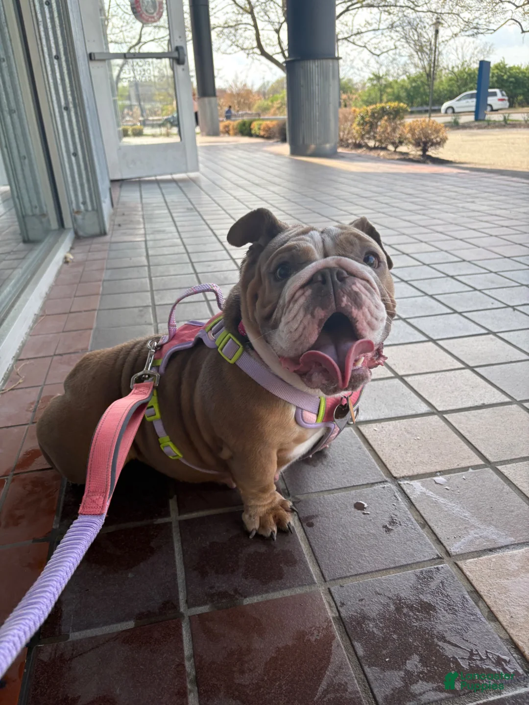 English Bulldog dogs for sale: Franny - Ad 1