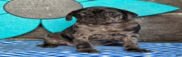 Pug dogs for sale: Bonnie - Ad 5
