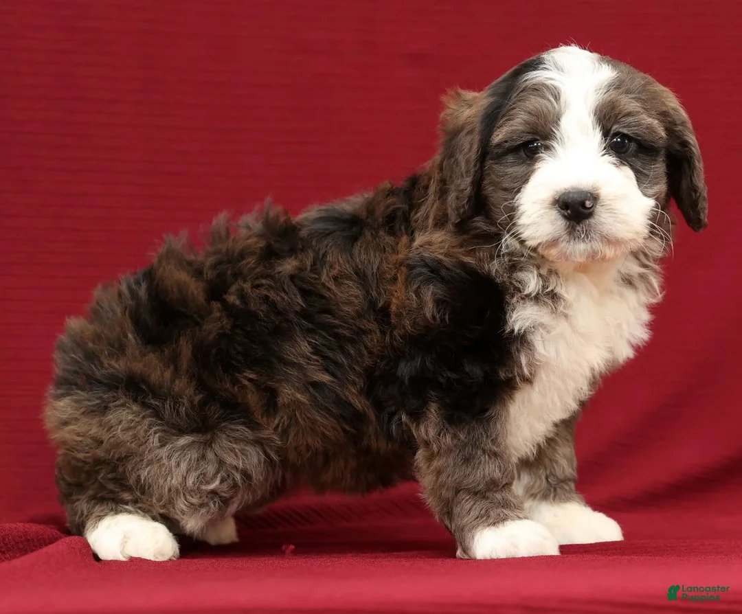 Mini Bernedoodle dogs for sale: Olive - Ad 3