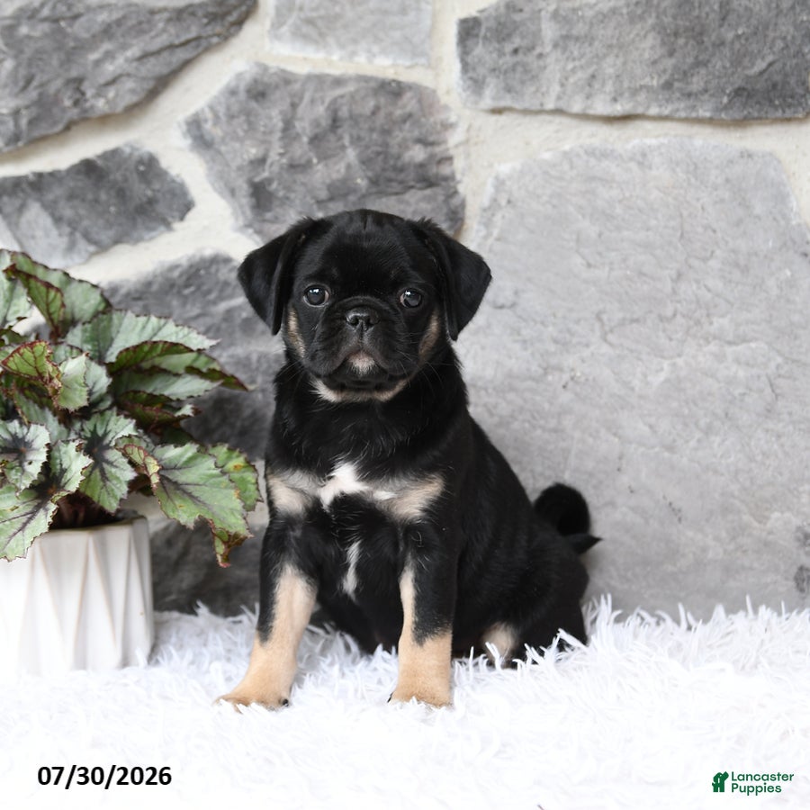 Pug dogs Bella   - Ad 1