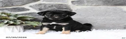 Pug dogs for sale: Bella   - Ad 1