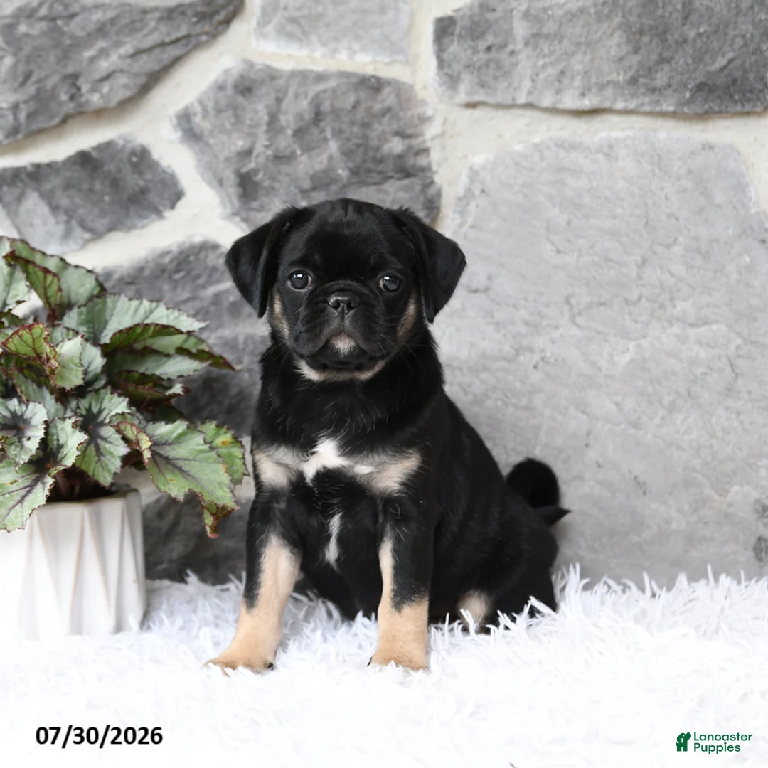 Pug dogs for sale: Bella   - Ad 1
