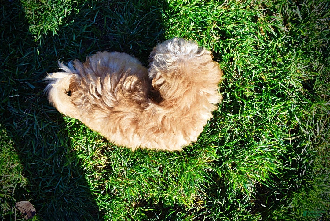 Havapoo dogs for sale: Ranger - Ad 20