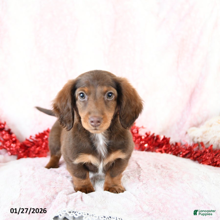 Miniature Dachshund dogs Randy - Ad 42