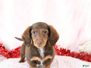 Miniature Dachshund dogs Randy - Ad 42