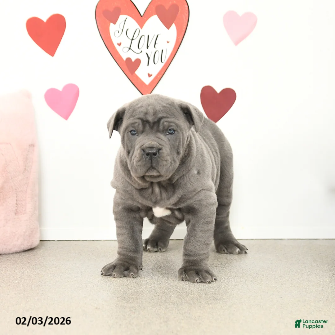 Cane Corso dogs for sale: Cody - Ad 1