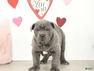 Cane Corso dogs Cody - Ad 3