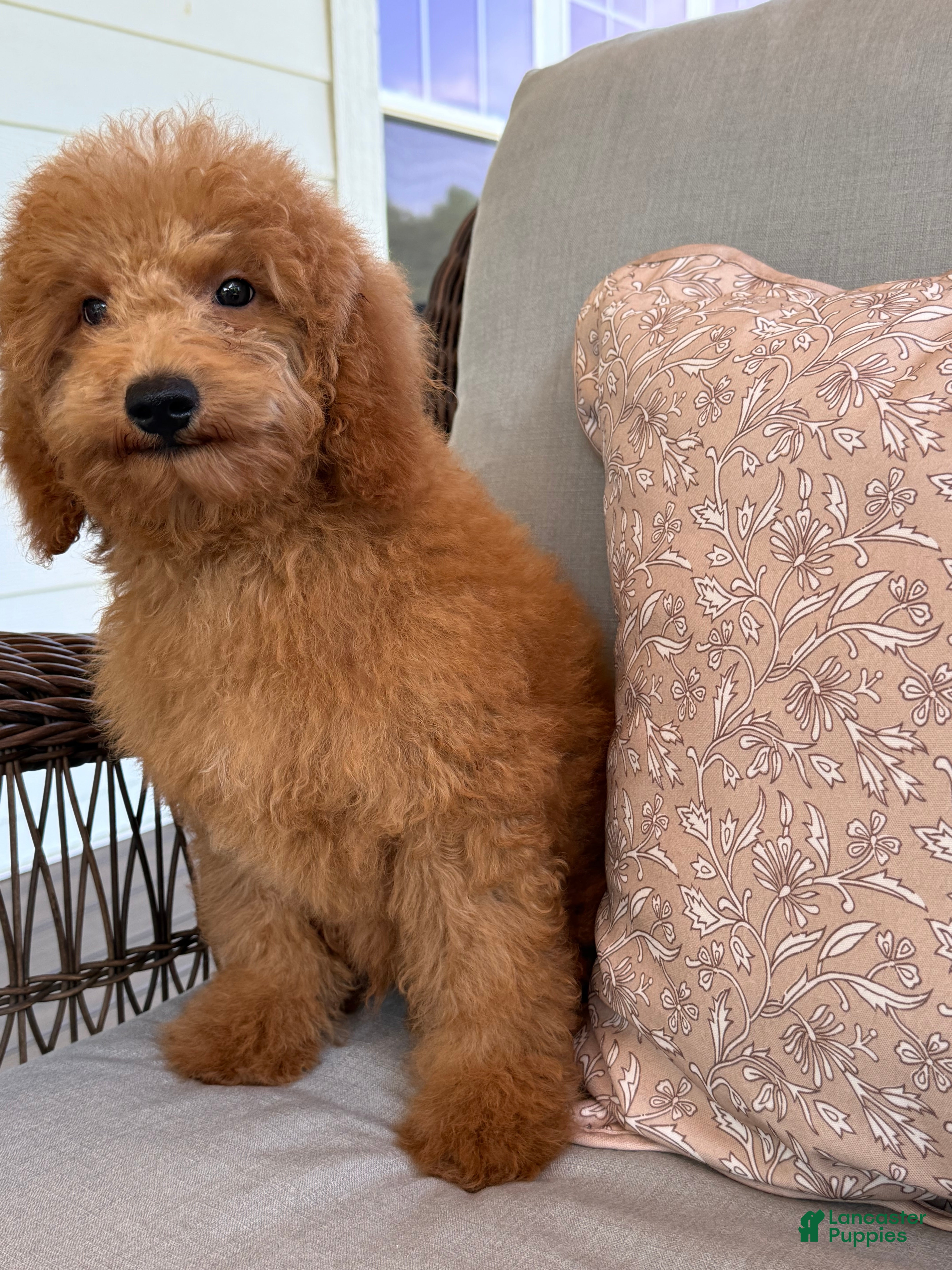 Mini Goldendoodle dogs Mini Goldendoodle 3 - Ad 2