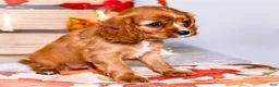 Cavalier King Charles Spaniel dogs for sale: Jojo - Ad 5