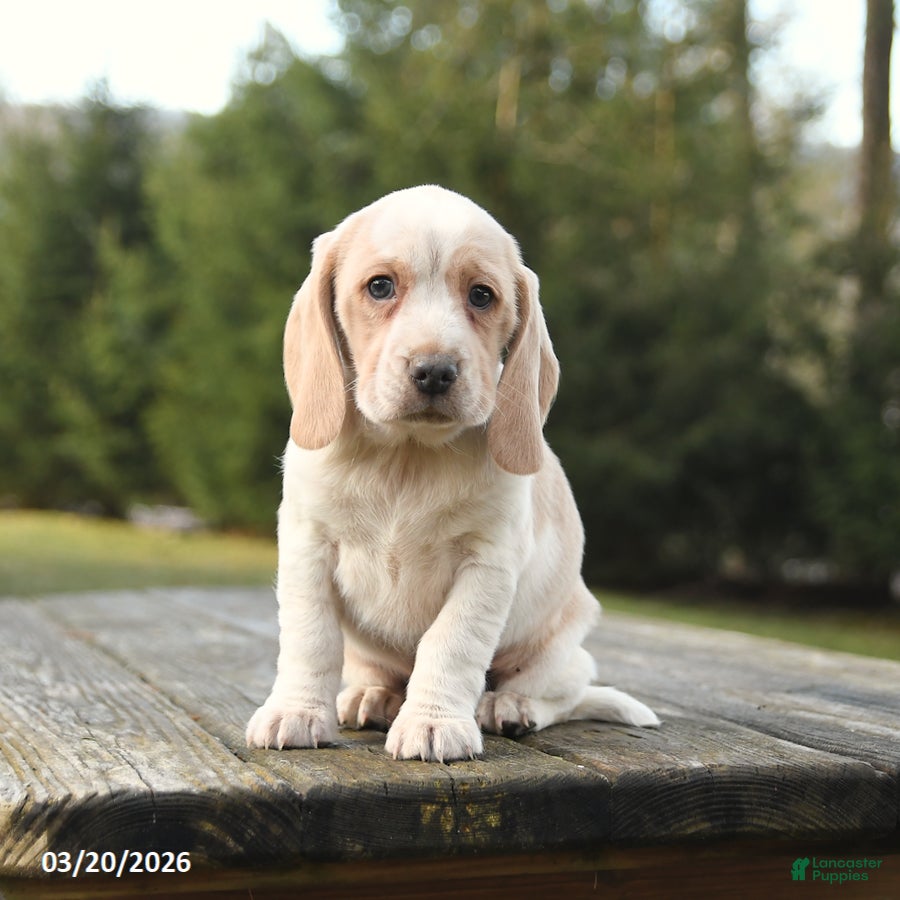 Beagle dogs Buddy - Ad 2