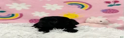 Cavapoo dogs for sale: Sadie - Ad 5