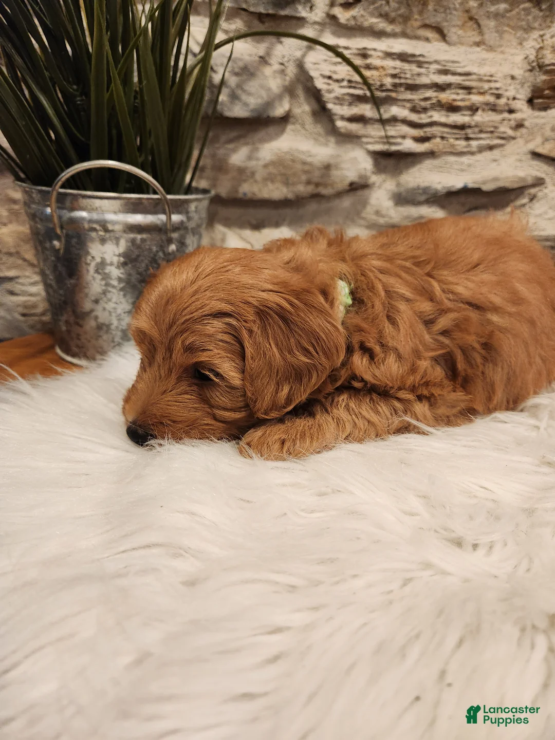 Mini Goldendoodle dogs for sale: BOSWELL - Mini Goldendoodle Puppy 6 - Ad 2
