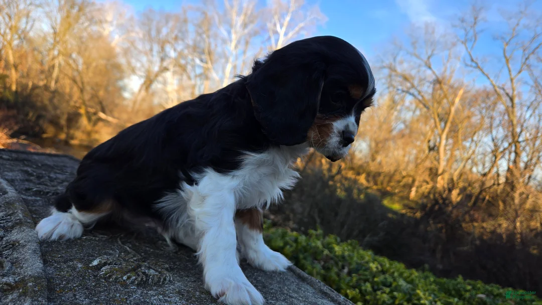 Cavalier King Charles Spaniel dogs for sale: Virgil - Ad 7