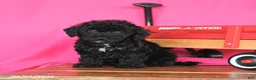 Miniature Poodle dogs for sale: Kimmie - Ad 4