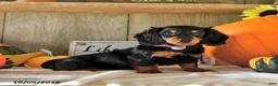 Dachshund dogs for sale: Jenny - Ad 4